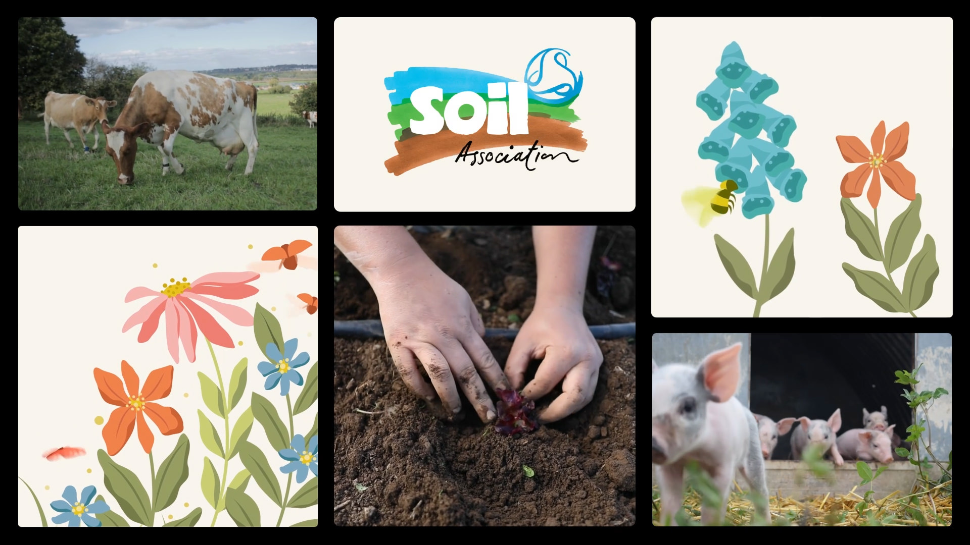 Soil-Association-Bento-Thumbnail
