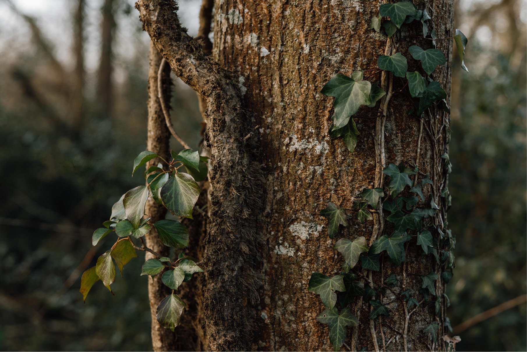 Hideaways-Tree-Detail